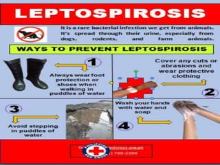 Tips to prevent Leptospirosis