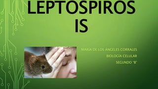 LEPTOSPIROS
IS
MARÍA DE LOS ÁNGELES CORRALES
BIOLOGÍA CELULAR
SEGUNDO “B”
 