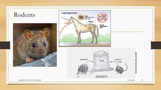 Rodents
24-09-2020ABHIJITH SP CVAS POOKODE 12
 