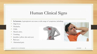 Human Clinical Signs
• In humans, Leptospirosis can cause a wide range of symptoms, including:
• High fever.
• Headache.
• Chills.
• Muscle aches.
• Vomiting.
• Jaundice (yellow skin and eyes)
• Red eyes.
• Abdominal pain
24-09-2020ABHIJITH SP CVAS POOKODE 20
 