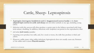 Cattle, Sheep- Leptospirosis
• Leptospira interrogans hardjobovis and L. borgpetersenii serovar hardjo is the host-
adapted lepto serovar in cattle and sheep and can infect animals at any age, including young
calves.
• Infection with this serovar will often produce a carrier state in the kidneys associated with long-
term urinary shedding. In addition, infections with hardjobovis can persist in the reproductive tract.
• red urine (red water), jaundice
• Lactating cows produce less milk, and, for a week or more, the milk they produce is thick and
yellow.
• However, unlike many other udder infections, leptospirosis does not usually cause any firmness
of the udder and it causes Flaccid mastitis.
24-09-2020ABHIJITH SP CVAS POOKODE 24
 