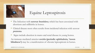 Equine Leptospirosis
• The Infection with serovar bratislava, which has been associated with
abortions and stillbirths in horses.
• Clinical disease most often results from incidental infection with serovar
pomona.
• Signs include abortion in mares and renal disease in young horses.
An immune-mediated anterior uveitis (periodic ophthalmia, 'moon
blindness') may be a manifestation of chronic leptospirosis in horses.
24-09-2020ABHIJITH SP CVAS POOKODE 25
 