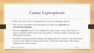Canine Leptospirosis
• Dogs: The acute form of leptospirosis is known as Stuttgart disease.
• The serovars associated with leptospirosis in dogs are canicola and
icterohaemorrhagiae .
• Serovar canicola, which is host-adapted for dogs, causes severe renal disease in
pups. In animals which survive the acute phase, a chronic uremic syndrome may
subsequently develop.
• Nephritis with petechial hemorrhage and degeneration of tubules is the main lesion
in acute form. While in chronic form areas of fibrosis, thickening of Bowman’s
capsule are the main lesions.
24-09-2020ABHIJITH SP CVAS POOKODE 26
 