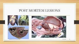 POST MORTEM LESIONS
24-09-2020ABHIJITH SP CVAS POOKODE 28
 