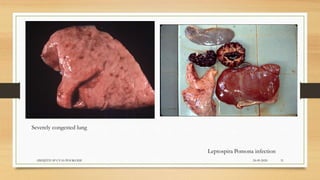 Severely congested lung
Leptospira Pomona infection
24-09-2020ABHIJITH SP CVAS POOKODE 31
 