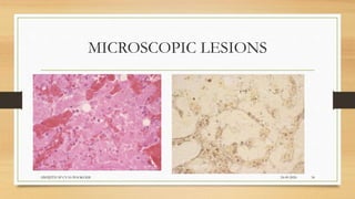 MICROSCOPIC LESIONS
24-09-2020ABHIJITH SP CVAS POOKODE 34
 