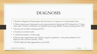 DIAGNOSIS
• 1.Tentative Diagnosis: Clinical signs with the history of exposure to contaminated urine.
• 2. Direct microscopy :Leptospires can be demonstrated in blood and CSF (during first 3-7 days),
urine (after 10 days of infection), by darkfield microscopy (DFM), Fontana staining and by FAT.
• 3.In tissue by Levaditi’s staining and FAT.
• 4. Isolation in culture media
• 5. Animal inoculation –Guinea pigs
• 6.Microscopic Agglutination test (MAT), using live organisms- is the gold standard test for
diagnosis and is serovar specific) –GST.
• 7.ELISA IgM and slide agglutination tests (SAT).
24-09-2020ABHIJITH SP CVAS POOKODE 36
 