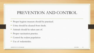 PREVENTION AND CONTROL
• Proper hygiene measure should be practiced.
• Urine should be cleaned from sheds.
• Animals should be taken care of.
• Proper vaccination practice.
• Control the rodent population
• Use of rodenticides.
24-09-2020ABHIJITH SP CVAS POOKODE 38
 