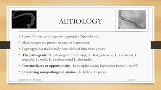 AETIOLOGY
• Caused by bacteria of genus-Leptospira (Spirochetes).
• Many species are present in case of Leptospira.
• Leptospira has traditionally been divided into three groups
• The pathogenic - L. interrogans (most imp.), L. borgpetersenii, L. santarosai, L.
noguchii, L. weilli, L. kirschneri and L. alexanderi
• Intermediates or opportunistic - Leptospira inadai, Leptospira fainei, L. wolffii
• Free-living non-pathogenic strains - L. biflexa, L. parva
24-09-2020ABHIJITH SP CVAS POOKODE 4
 