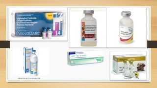 24-09-2020ABHIJITH SP CVAS POOKODE 40
 