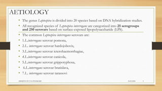 AETIOLOGY
• The genus Leptospira is divided into 20 species based on DNA hybridization studies.
• All recognized species of Leptospira interrogans are categorized into 25 serogroups
and 250 serovars based on surface-exposed lipopolysaccharide (LPS).
• The common Leptospira interrogans serovars are:
• 1.L.interrogans serovar pomona,
• 2.L. interrogans serovar hardojobovis,
• 3.L.interrogans serovar icterohaemorrhagiae,
• 4.L.interrogans serovar canicola,
• 5.L.interrogans serovar grippotyphosa,
• 6.L.interrogans serovar bratislava,
• 7.L. interrogans serovar tarassovi
24-09-2020ABHIJITH SP CVAS POOKODE 5
 