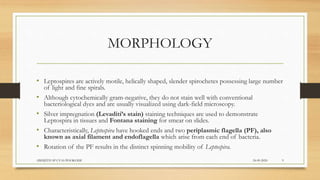MORPHOLOGY
• Leptospires are actively motile, helically shaped, slender spirochetes possessing large number
of light and fine spirals.
• Although cytochemically gram-negative, they do not stain well with conventional
bacteriological dyes and are usually visualized using dark-field microscopy.
• Silver impregnation (Levaditi’s stain) staining techniques are used to demonstrate
Leptospira in tissues and Fontana staining for smear on slides.
• Characteristically, Leptospira have hooked ends and two periplasmic flagella (PF), also
known as axial filament and endoflagella which arise from each end of bacteria.
• Rotation of the PF results in the distinct spinning mobility of Leptospira.
24-09-2020ABHIJITH SP CVAS POOKODE 9
 