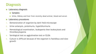 Diagnosis
 Laboratory diagnosis
 Samples:
 Urine, Kidney and liver from recently dead animal, blood and serum
 Laboratory procedures
1. Demonstration of organism by dark field microscope
2. Urine anlanysis, proteinuria, hyperbilurinuria
3. Hematological examination, leukopenia then leukocytosis and
thrombocytopenia
4. Serological test as agglutination test or ELISA
5. Culture is difficult because of the organism is fastidious and slow
growth
 