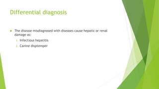 Differential diagnosis
 The disease misdiagnosed with diseases cause hepatic or renal
damage as:
1. Infectious hepatitis
2. Canine disptemper
 