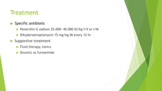 Treatment
 Specific antibiotic
 Penecillin G sodium 25.000- 40.000 IU/kg I/V or I/M
 Dihyderostreptomycin 15 mg/kg IM every 12 hr
 Supportive treatment
 Fluid therapy, tonics
 Diuretic as furosemide
 
