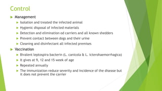 Control
 Management
 Isolation and treated the infected animal
 Hygienic disposal of infected materials
 Detection and elimination od carriers and all known shedders
 Prevent contact between dogs and their urine
 Cleaning and disinfectant all infected premises
 Vaccination
 Bivalent leptospira bacterin (L. canicola & L. icterohaemorrhagica)
 It gives at 9, 12 and 15 week of age
 Repeated annually
 The immunization reduce severity and incidence of the disease but
it does not prevent the carrier
 