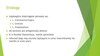 Etiology
 Leptospira interrogans servoars as:
 L. Icterohaemorrhagica
 L. Conicola
 L. Grippotyphosa
 All serovars are antigenically distinct
 It is flexible filamentous, motile spirochete
 Infected dogs may excrete leptospira in urine intermittently for
months or even years
 