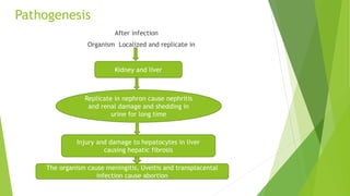 Pathogenesis
After infection
Organism Localized and replicate in
Kidney and liver
Replicate in nephron cause nephritis
and renal damage and shedding in
urine for long time
Injury and damage to hepatocytes in liver
causing hepatic fibrosis
The organism cause meningitis, Uveitis and transplacental
infection cause abortion
 
