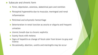  Subacute and chronic form
 Fever, depression, anorexia, abdominal pain and vomition
 Paraspinal hyperesthia due to muscular, meningeal and renal
inflammation
 Peticheal and echymotic hemorrhage
 Deterioration in renal function as anuria or oliguria and frequent
urination
 Uremic breath due to chronic nephritis
 Scanty feces with melena
 Signs of hepatitis as change of fecal color from brown to gray and
icterus
 Occasionally, abortion, uveitis and meningitis may be occur
 