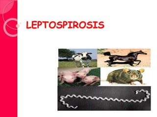 LEPTOSPIROSIS
 