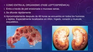 leptospirosis-canina.ppt