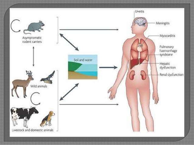 Can Dogs Take Doxycycline For Humans Can Dogs Take Doxycycline For Humans