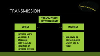 TRANSMISSION
TRANSMISSION
BETWEEN HOSTS
INDIRECTDIRECT
• Infected urine
• Venereal &
placental
• Bite wounds
• Ingestion of
infected tissues
• Exposure to
contaminated
water, soil &
food
 