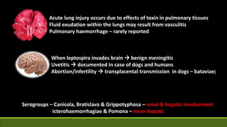 Acute lung injury occurs due to effects of toxin in pulmonary tissues
Fluid exudation within the lungs may result from vasculitis
Pulmonary haemorrhage – rarely reported
When leptospira invades brain  benign meningitis
Uvetitis  documented in case of dogs and humans
Abortion/infertility  transplacental transmission in dogs – bataviae)
Serogroups – Canicola, Bratislava & Grippotyphosa – renal & hepatic involvement
icterohaemorrhagiae & Pomona – more hepatic
 