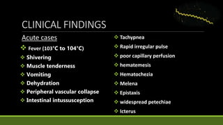 CLINICAL FINDINGS
Acute cases
 Fever (103°C to 104°C)
 Shivering
 Muscle tenderness
 Vomiting
 Dehydration
 Peripheral vascular collapse
 Intestinal intussusception
 Tachypnea
 Rapid irregular pulse
 poor capillary perfusion
 hematemesis
 Hematochezia
 Melena
 Epistaxis
 widespread petechiae
 Icterus
 