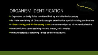 ORGANISM IDENTIFICATION
 Organisms on body fluids are Identified by dark field microscopy
To the sensitivity of Direct microscopic examination special staining can be done
 silver staining and Wrthin-starry stains are commonly used histochemical stains
Immunofluorescence staining – urine, water , soil samples
Immunoperoxidase staining- blood and urine samples
 