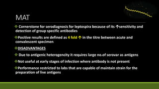 MAT
 Cornerstone for serodiagnosis for leptospira because of its sensitivity and
detection of group specific antibodies
Positive results are defined as 4 fold  in the titre between acute and
convalescent specimen
DISADVANTAGES
 Due to antigenic heterogencity it requires large no.of serovar as antigens
Not useful at early stages of infection where antibody is not present
Performance restricted to labs that are capable of maintain strain for the
preparation of live antigens
 