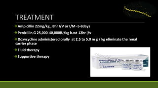 TREATMENT
Ampicillin 22mg/kg , 8hr I/V or I/M -5-8days
Penicillin G 25,000-40,000IU/kg b.wt 12hr i/v
Doxycycline administered orally at 2.5 to 5.0 m g / kg eliminate the renal
carrier phase
Fluid therapy
Supportive therapy
 