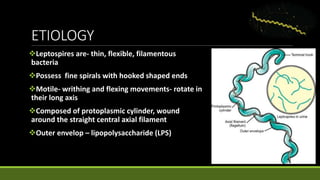 ETIOLOGY
Leptospires are- thin, flexible, filamentous
bacteria
Possess fine spirals with hooked shaped ends
Motile- writhing and flexing movements- rotate in
their long axis
Composed of protoplasmic cylinder, wound
around the straight central axial filament
Outer envelop – lipopolysaccharide (LPS)
 