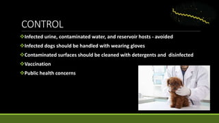 CONTROL
Infected urine, contaminated water, and reservoir hosts - avoided
Infected dogs should be handled with wearing gloves
Contaminated surfaces should be cleaned with detergents and disinfected
Vaccination
Public health concerns
 