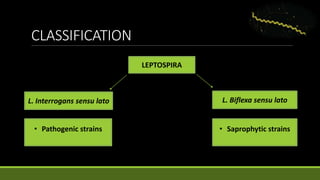CLASSIFICATION
LEPTOSPIRA
L. Biflexa sensu latoL. Interrogans sensu lato
• Pathogenic strains • Saprophytic strains
 