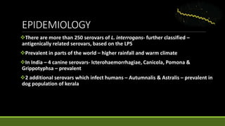EPIDEMIOLOGY
There are more than 250 serovars of L. interrogans- further classified –
antigenically related serovars, based on the LPS
Prevalent in parts of the world – higher rainfall and warm climate
In India – 4 canine serovars- Icterohaemorrhagiae, Canicola, Pomona &
Grippotyphsa – prevalent
2 additional serovars which infect humans – Autumnalis & Astralis – prevalent in
dog population of kerala
 