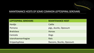 MAINTENANCE HOSTS OF SOME COMMON LEPTOSPIRAL SEROVARS
LEPTOSPIRAL SEROVARS MAINTENANCE HOST
Hardjo Cattle
Pomona pigs, skunks, Opossum
Bratislava Horses
Canicola Dogs
Icterohaemorrhagiae Rats
Grippotyphosa Raccons, Skunks, Opossum
 