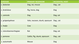 SEROVAR PRIMARY RESERVOIR INCIDENTAL HOST
L. bataviae Dog, rat, mouse Dog , cat
L. bratislava Pig, horse, dog Dog
L. canicola Dog Dog, cat
L. grippotyphosa Vole, raccoon, skunk, opossum Dog , cat
L. hadjo Cow Dog
L. icterohaemorrhagiae Rat Dog, cat
L. pomona Cattle, Pig, skunk, opossum Dog , cat
L. autumnalis Mouse Dog
 