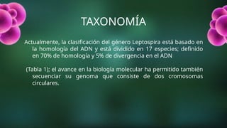 TAXONOMÍA
Actualmente, la clasificación del género Leptospira está basado en
la homología del ADN y está dividido en 17 especies; definido
en 70% de homología y 5% de divergencia en el ADN
(Tabla 1); el avance en la biología molecular ha permitido también
secuenciar su genoma que consiste de dos cromosomas
circulares.
 