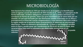 MICROBIOLOGÍA
• Esta bacteria fue aislada en 1915 por Inada et al. en el Japón y la identificaron
como el agente causal del síndrome de Weil (Inada et al., 1916). La Leptospira es de
forma helicoidal, aeróbico obligatorio, presenta en uno o ambos extremos una
curvatura en forma de gancho, tiene una gran movilidad que le viene dada por un
axostilo, el cual está formado por dos filamentos axiales insertados en un disco o
protuberancia al final del cuerpo citoplasmático y cuyo extremo libre está unido a
la región media de la bacteria estas características se observan en microscopio
electrónico. Tiene un diámetro aproximado de ~0,25µm y una longitud variable
entre 6-25µm y puede pasar por membranas de filtración de poro 0,22µm, ésta
característica hace que la Leptospira sea observable únicamente en un
microscopio de campo oscuro o de contraste de fase, y además que no se pueda
colorear con anilinas
 