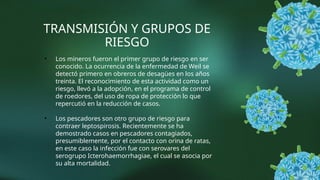 TRANSMISIÓN Y GRUPOS DE
RIESGO
• Los mineros fueron el primer grupo de riesgo en ser
conocido. La ocurrencia de la enfermedad de Weil se
detectó primero en obreros de desagües en los años
treinta. El reconocimiento de esta actividad como un
riesgo, llevó a la adopción, en el programa de control
de roedores, del uso de ropa de protección lo que
repercutió en la reducción de casos.
• Los pescadores son otro grupo de riesgo para
contraer leptospirosis. Recientemente se ha
demostrado casos en pescadores contagiados,
presumiblemente, por el contacto con orina de ratas,
en este caso la infección fue con serovares del
serogrupo Icterohaemorrhagiae, el cual se asocia por
su alta mortalidad.
 