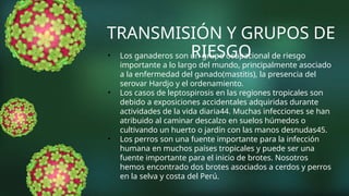 TRANSMISIÓN Y GRUPOS DE
RIESGO
• Los ganaderos son un grupo ocupacional de riesgo
importante a lo largo del mundo, principalmente asociado
a la enfermedad del ganado(mastitis), la presencia del
serovar Hardjo y el ordenamiento.
• Los casos de leptospirosis en las regiones tropicales son
debido a exposiciones accidentales adquiridas durante
actividades de la vida diaria44. Muchas infecciones se han
atribuido al caminar descalzo en suelos húmedos o
cultivando un huerto o jardín con las manos desnudas45.
• Los perros son una fuente importante para la infección
humana en muchos países tropicales y puede ser una
fuente importante para el inicio de brotes. Nosotros
hemos encontrado dos brotes asociados a cerdos y perros
en la selva y costa del Perú.
 