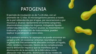 PATOGENIA
• El periodo de incubación es de 7 a 26 días, con un
promedio de 12 días. El microorganismo penetra a través
de la piel reblandecida por el agua, por excoriaciones o por
mucosas y alcanza rápidamente el torrente sanguíneo,
diseminándose a todos los órganos, incluyendo líquido
cefalorraquídeo (LCR) y humor acuoso; su movimiento en
tirabuzón y la producción de hialuranidasa, pueden
explicar la penetración a estos sitios.
• En la primera semana, la Leptospira se puede encontrar en
sangre y LCR, sin ocasionar síntomas neurológicos. Los
órganos más frecuentemente afectados incluyen al hígado,
riñón, cerebro y músculos. Dentro de las complicaciones
está la disfunción hepática que se manifiesta por la
disminución de la excreción de la bilirrubina como
alteración más frecuente, disminución de los niveles de
 