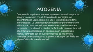 PATOGENIA
Después de la primera semana, aparecen los anticuerpos en
sangre y coinciden con el desarrollo de meningitis, no
encontrándose Leptospira en el LCR, lo cual sugiere daño
inmunológico. La Leptospira puede persistir por semanas en
el humor acuoso y ocasionalmente causa uveítis crónica o
recurrente. Los elevados niveles de factor de necrosis tumoral
alfa (FNTá) encontrados en pacientes con leptospirosis
mortal, contrasta con el buen pronóstico de los niveles
normales de esta citoquina, sugiriendo el papel del FNTá en
el pronóstico de la enfermedad
 