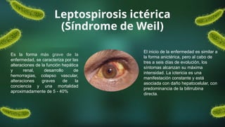 Leptospirosis ictérica
(Síndrome de Weil)
Es la forma más grave de la
enfermedad, se caracteriza por las
alteraciones de la función hepática
y renal, desarrollo de
hemorragias, colapso vascular,
alteraciones graves de la
conciencia y una mortalidad
aproximadamente de 5 - 40%
El inicio de la enfermedad es similar a
la forma anictérica, pero al cabo de
tres a seis días de evolución, los
síntomas alcanzan su máxima
intensidad. La ictericia es una
manifestación constante y está
asociada con daño hepatocelular, con
predominancia de la bilirrubina
directa.
 