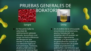 PRUEBAS GENERALES DE
LABORATORIO
Sangre Orina
● Es frecuente hallar la
velocidad de
sedimentación globular
elevada, leucocitosis o en
rango normal (a diferencia
del dengue en que
tienden a la leucopenia,
una elevación ligera en
transaminasas, fosfatasa,
alcalina y bilirrubina en
ausencia de ictericia (fase
● En el análisis de la orina puede
encontrarse una proteinuria,
piuria y hematuria5. Las
proteínas del LCR pueden ser
normales o ligeramente
elevadas, y la glucosa del LCR
es generalmente normal. El
examen inicial del LCR puede
revelar el predominio de
polimorfos o de linfocitos que
es seguido por preponderancia
 