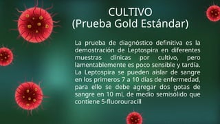 CULTIVO
(Prueba Gold Estándar)
La prueba de diagnóstico definitiva es la
demostración de Leptospira en diferentes
muestras clínicas por cultivo, pero
lamentablemente es poco sensible y tardía.
La Leptospira se pueden aislar de sangre
en los primeros 7 a 10 días de enfermedad,
para ello se debe agregar dos gotas de
sangre en 10 mL de medio semisólido que
contiene 5-fluorouracill
 
