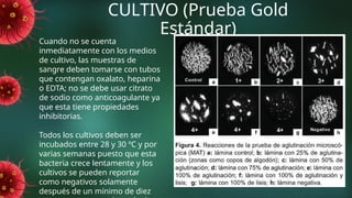 CULTIVO (Prueba Gold
Estándar)
Cuando no se cuenta
inmediatamente con los medios
de cultivo, las muestras de
sangre deben tomarse con tubos
que contengan oxalato, heparina
o EDTA; no se debe usar citrato
de sodio como anticoagulante ya
que esta tiene propiedades
inhibitorias.
Todos los cultivos deben ser
incubados entre 28 y 30 ºC y por
varias semanas puesto que esta
bacteria crece lentamente y los
cultivos se pueden reportar
como negativos solamente
después de un mínimo de diez
 