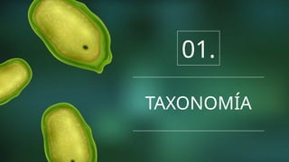 TAXONOMÍA
01.
 