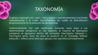 TAXONOMÍA
El género Leptospira (Gr. Lepto = fino y espira = espiral) pertenece a la familia
Leptospiraceae y al orden Spirochaetales, las cuales se diversificaron
tempranamente en la evolución de las bacterias.
Tradicionalmente han sido clasificadas tomando como base a sus
determinantes antigénicos en dos especies, la mayoría de leptospiras
patógenas se agruparon dentro del «complejo interrogans» (después L.
interrogans sensu lato), las otras se pusieron en el «complejo biflexa»
(después L. biflexa sensu lato) que agrupa a las saprofitas principalmente.
 
